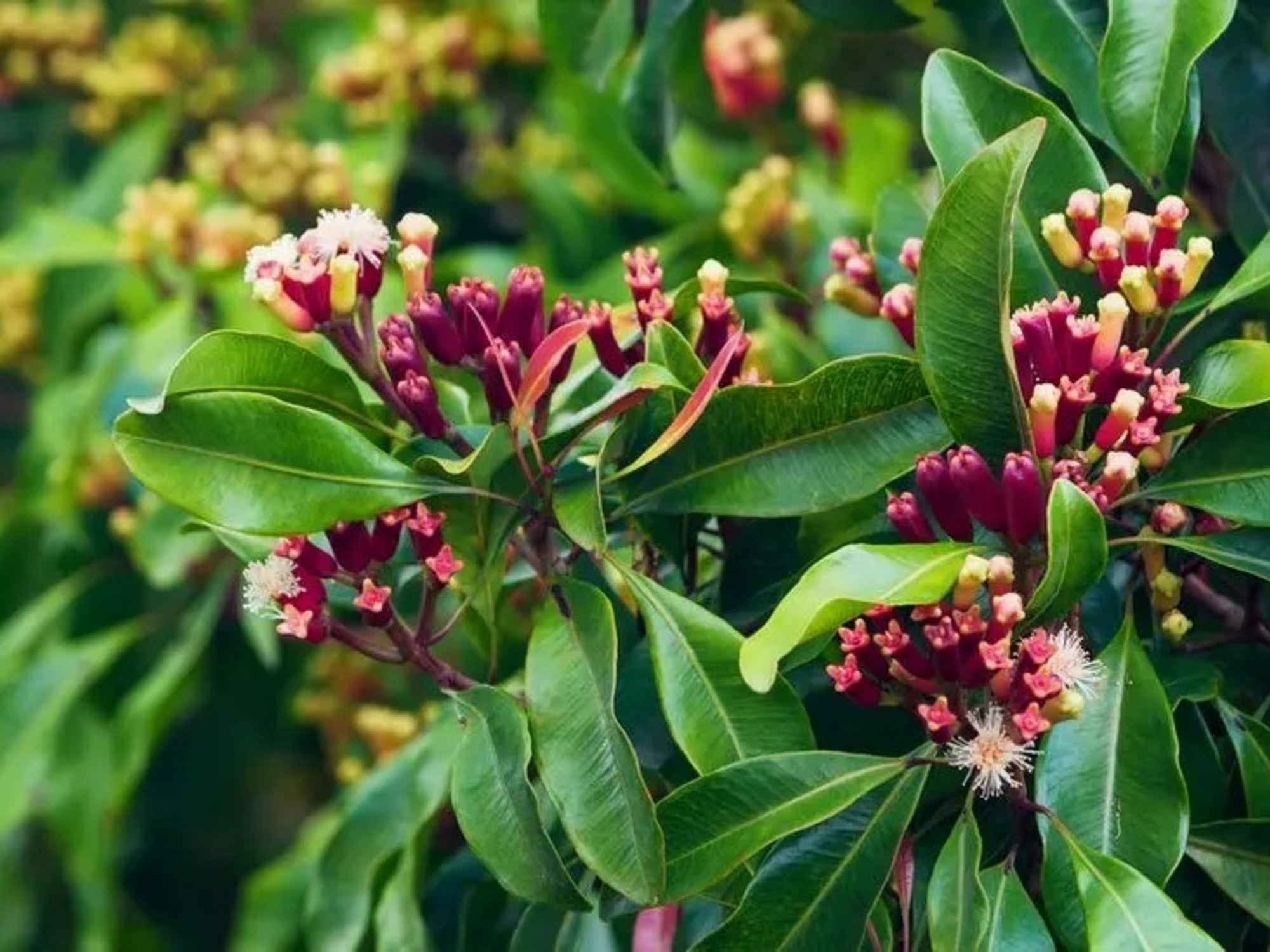 “Recetas de Tés e Infusiones Curativas”